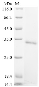 Bone morphogenetic protein 4 (BMP4), bovine, recombinant