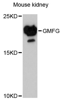 Anti-GMFG