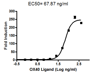 OX40 / NF-kappaB Reporter - HEK293 Recombinant Cell Line