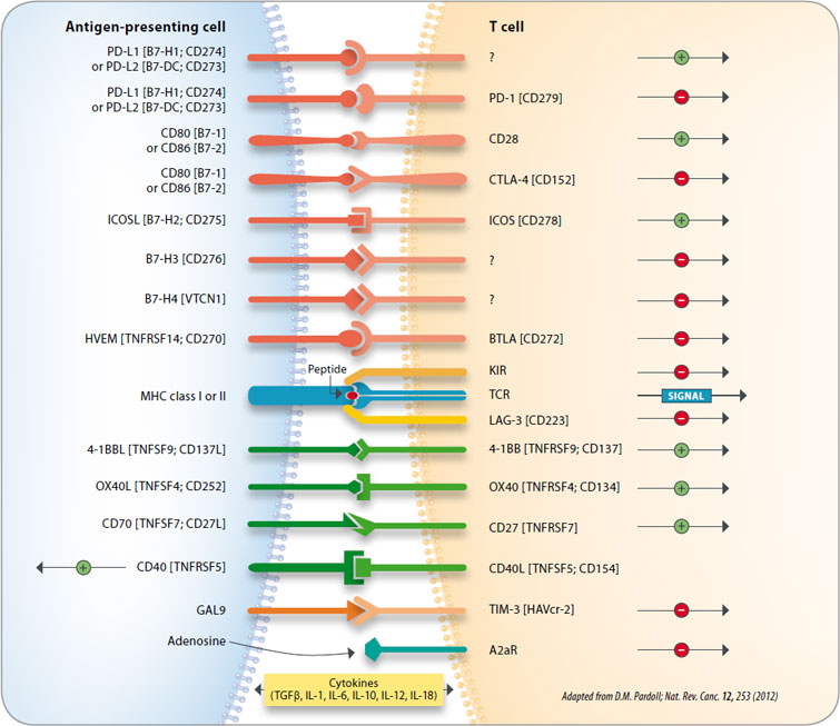 Immune-Checkpoint-Overview