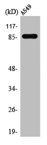 Anti-TAF5