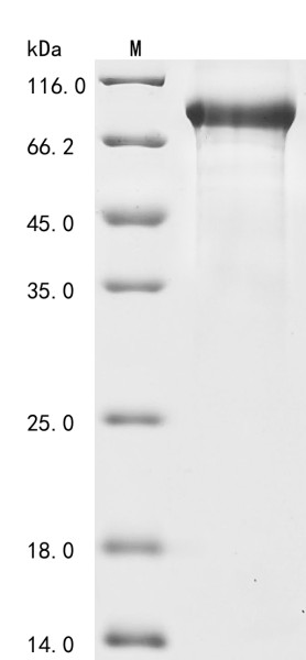 Complement C1s-1 subcomponent (C1s1), mouse, recombinant