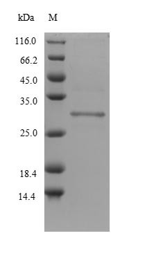 Protein delta homolog 2 (Dlk2), partial, mouse, recombinant