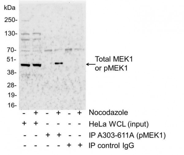 Anti-phospho-MEK1 (Thr286)