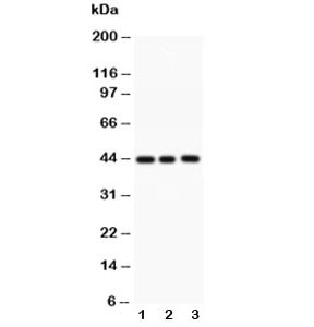 Anti-Caspase-1