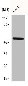 Anti-CYP26A1