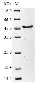 Glycoprotein Q1 (U100), partial, human herpesvirus 6B, recombinant