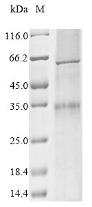Olfactory receptor 5V1 (OR5V1), human, recombinant