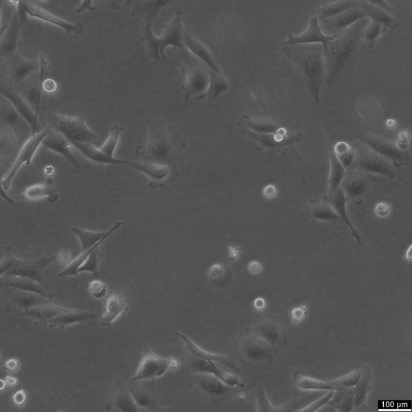 A875 Cells