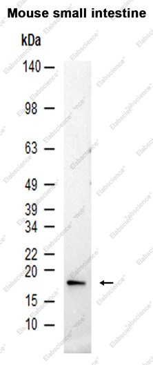 Anti-Recombinant HES5, clone C122827