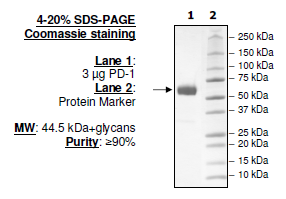 PD-1 (I134A), Fc fusion, Biotin-labeled