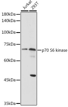 Anti-RPS6KB1
