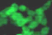 Anti-dimethyl-Histone H4 (Arg3) (asymmetric)