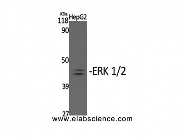Anti-Phospho-ERK 1/2 (Tyr204)