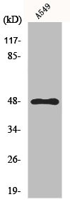 Anti-GPR83