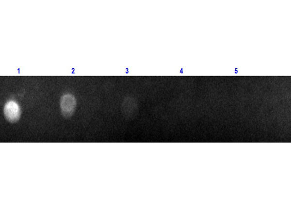 Anti-GOAT IgG [H&amp;L], Texas Red(R) Conjugated F(ab')2