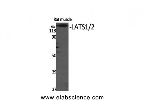 Anti-LATS1/2