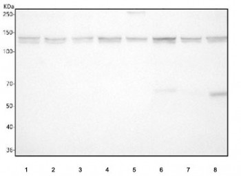 Anti-CYFIP1 / Cytoplasmic FMR1-interacting protein 1, clone 29C25