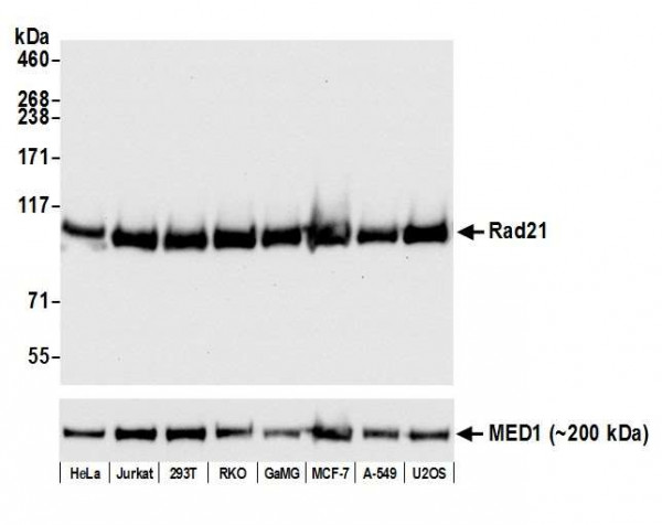 Anti-Rad21 Recombinant Monoclonal