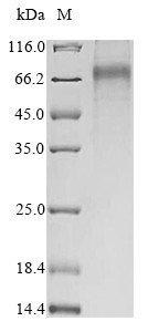 Extracellular tyrosine-protein kinase PKDCC (Pkdcc), mouse, recombinant