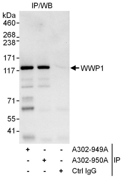 Anti-WWP1