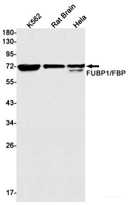 Anti-Recombinant FUBP1, clone R01-5D4