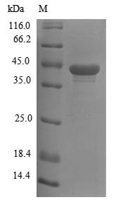 Proto-oncogene Wnt-3 (Wnt3), mouse, recombinant