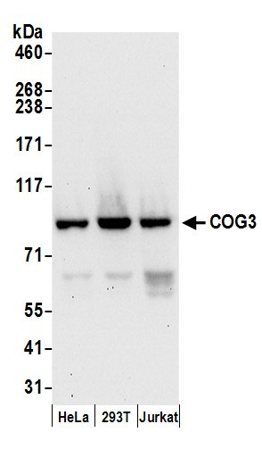 Anti-COG3