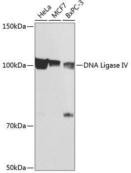 Anti-DNA Ligase IV