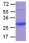 Ran (Ras-related nuclear protein, TC4, Gsp1, ARA24), human, recombinant full length, His6-tag [E. co
