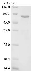 Angiopoietin-related protein 6 (ANGPTL6), recombinant human