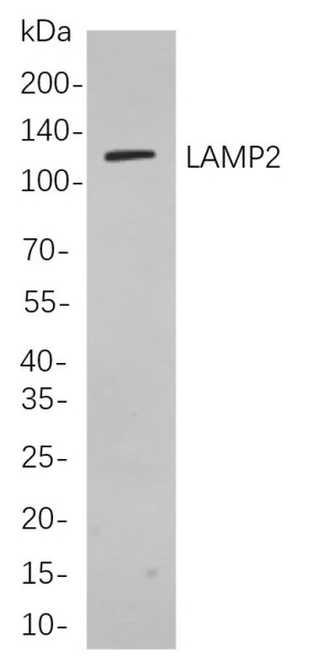 Anti-Recombinant LAMP2, clone 5A5