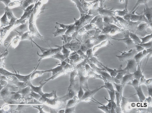 PA-1 Cells