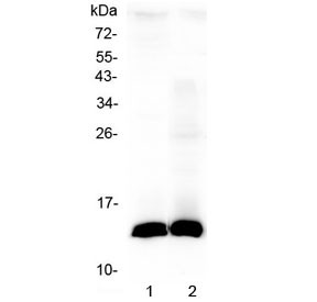 Anti-Tff2 / Trefoil factor 2