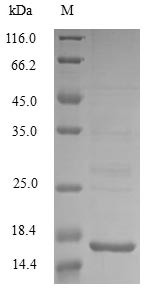 Acidic protein msyB (msyB), Escherichia coli, recombinant