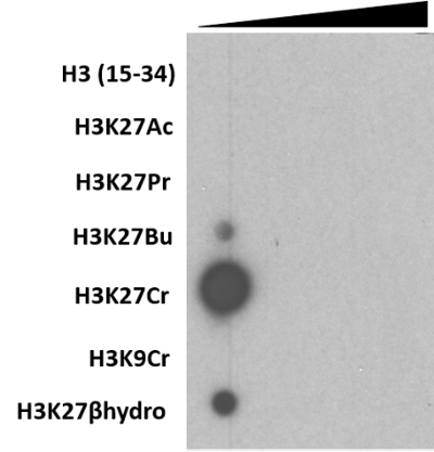 Anti-Crotonyl-Histone H3 (Lys927), Rabbit Monoclonal (RM401)