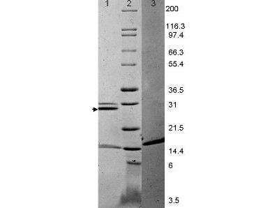Interleukin-17A (IL-17A), mouse recombinant (rmIL-17A)