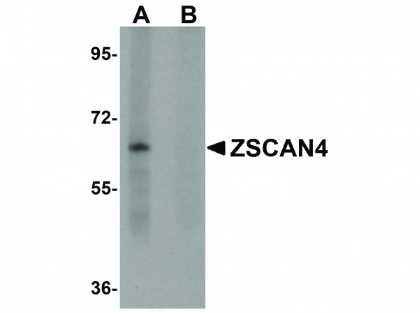 Anti-ZSCAN4