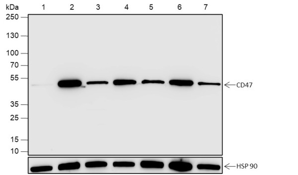 Anti-Recombinant CD47, clone A652