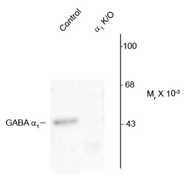 Anti-GABAA Receptor alpha 1