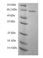 Galectin-3-binding protein (Lgals3bp), rat, recombinant