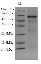 Toll-like receptor 10 (TLR10), partial, human, recombinant