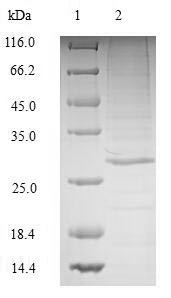 Complement C1q tumor necrosis factor-related protein 3 (C1QTNF3), human, recombinant