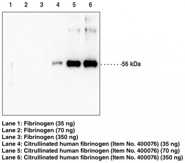 Anti-Citrullinated Fibrinogen (Clone 10E9.3)