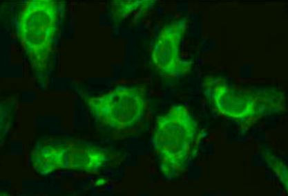 Anti-eIF5B