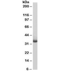 Anti-CD20 [Biotin Conjugate]