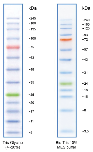 ProLite(TM) 5-245 kD Protein Ladder