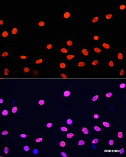 Anti-Histone H4