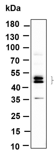 Anti-Recombinant Phospho-JNK1, 2, 3 (Thr183, Thr183, Thr221), clone 6H10