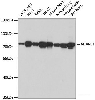 Anti-ADARB1